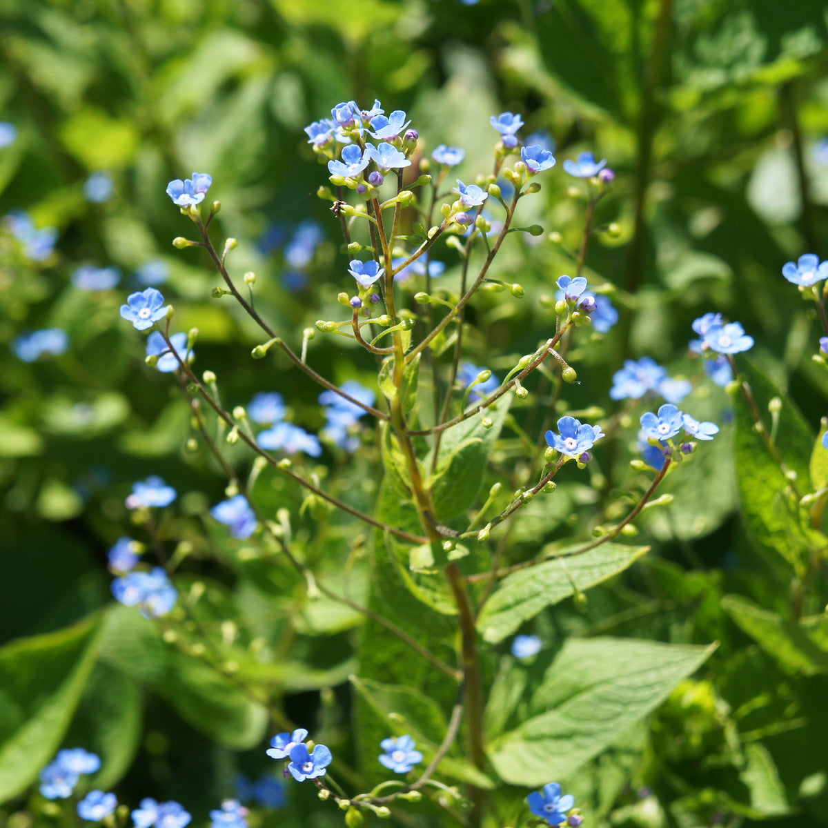 Sibirisches Vergissmeinnicht - Brunnera sibirica - Willemse