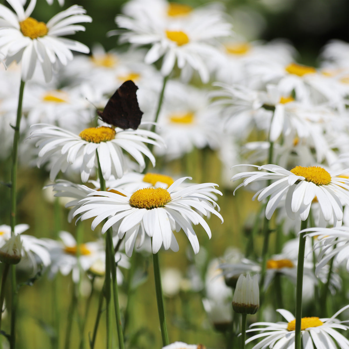 Großblumige Margerite 'Alaska' - Willemse