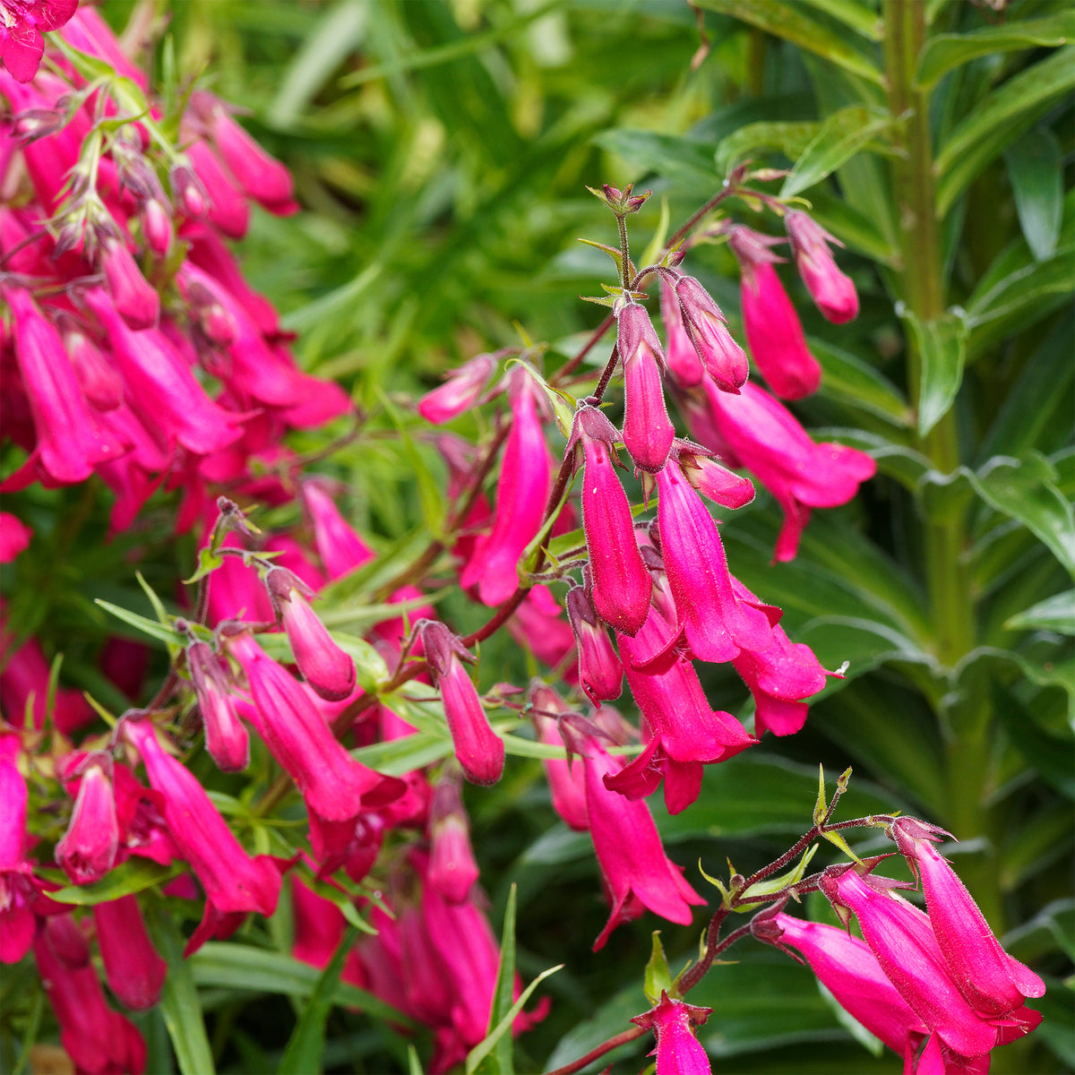 Penstemon Andenken an Friedrich Hahn - Bartfaden 'Andenken an Friedrich Hahn' - Galane