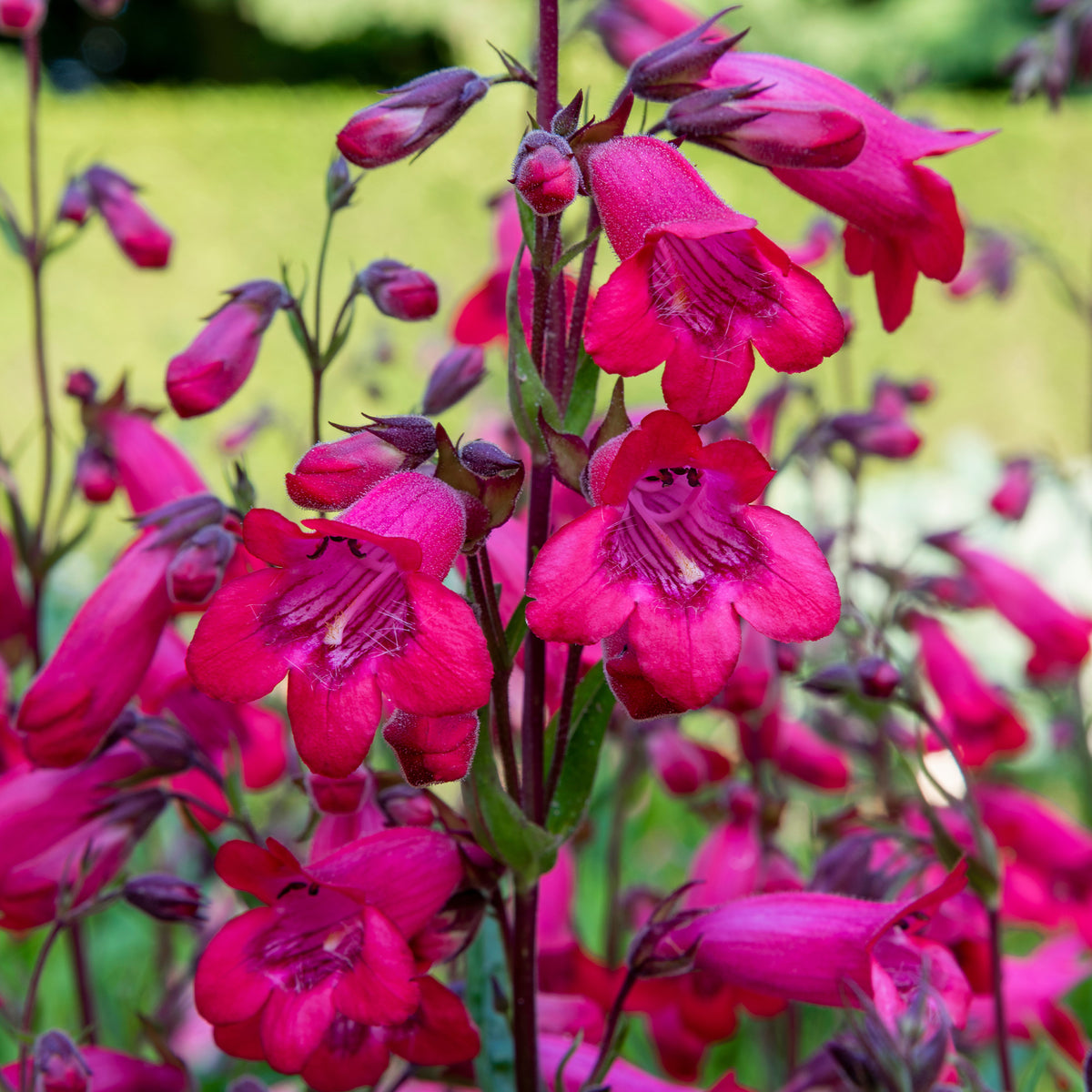 Bartfaden 'Schoenholzeri' - Willemse