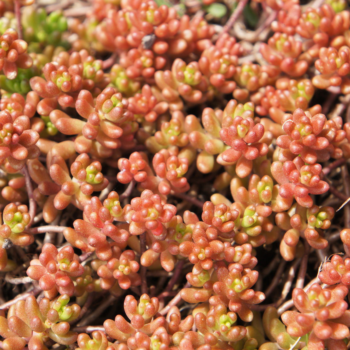 Mauerpfeffer 'Coral Carpet' - Willemse