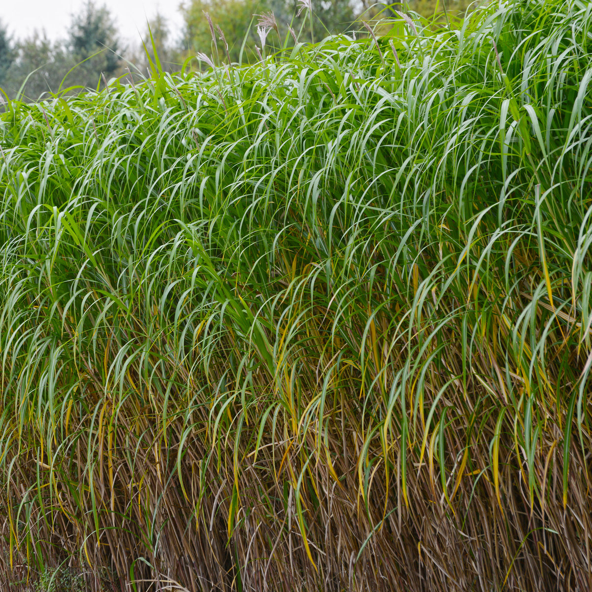 Riesen-Chinaschilf (Miscanthus floridulus) - Willemse