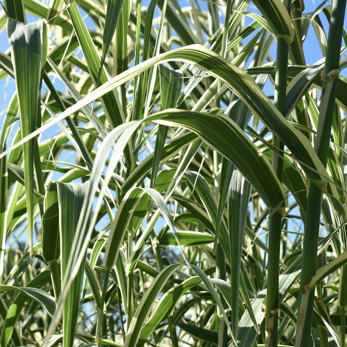 Gelbbuntes Schilf - Phragmites australis variegatus - Willemse