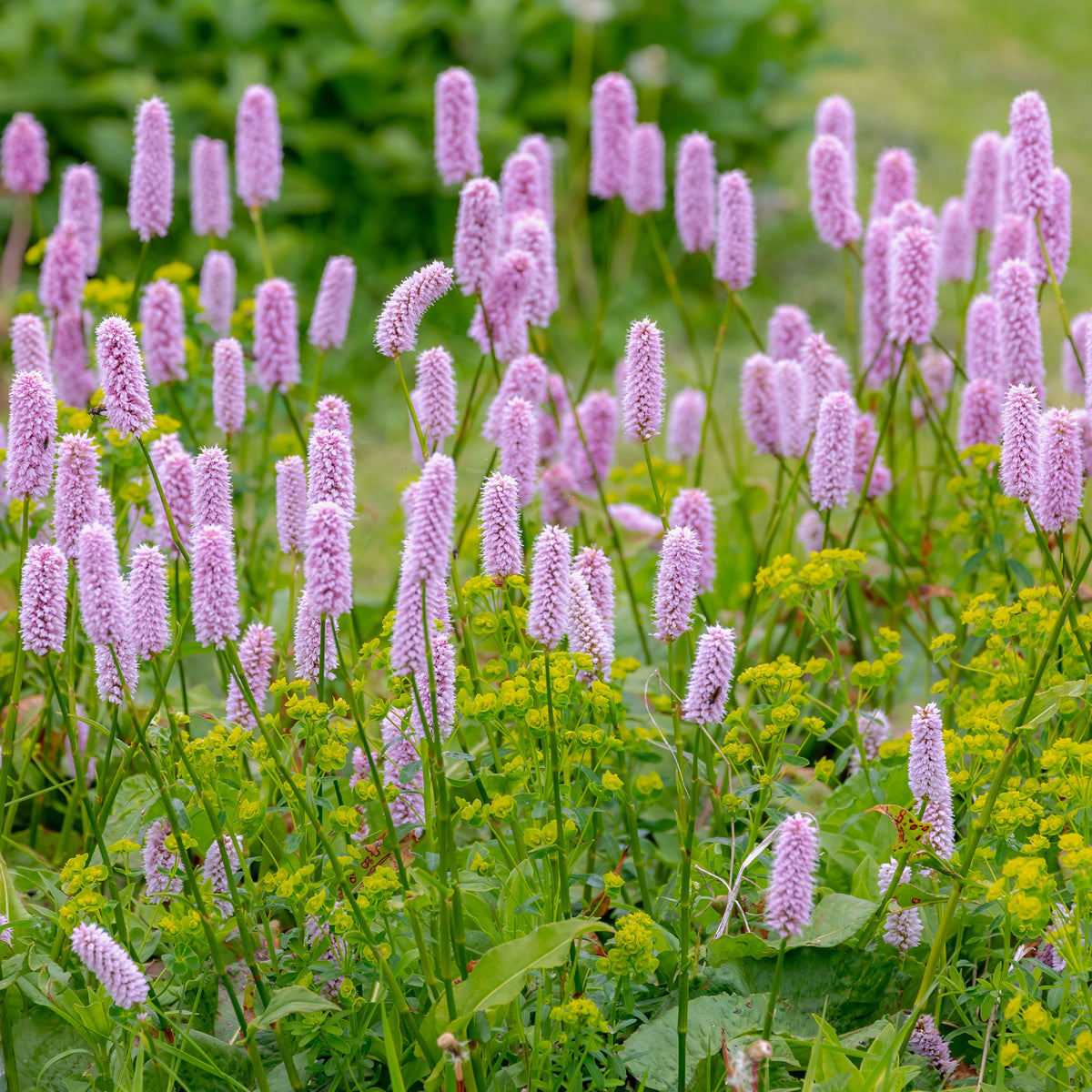 Stauden - Knöterich Superba - Persicaria bistorta Superba