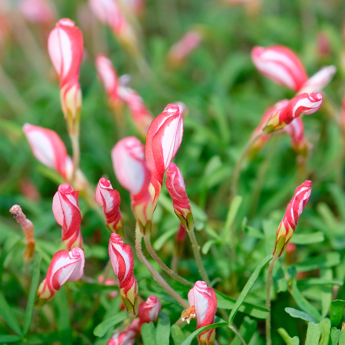 Oxalis ‘Versicolor’ (x15)