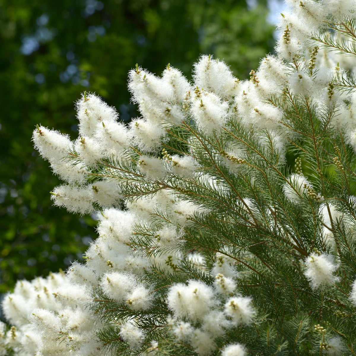 Australischer Teebaum - Willemse