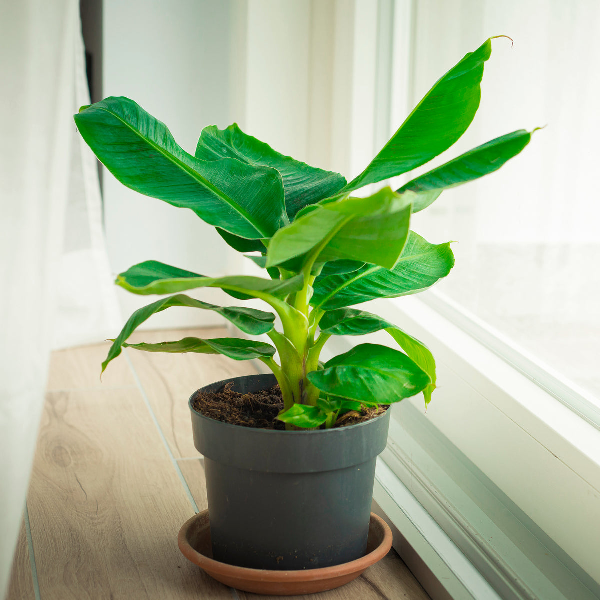 Zwergbanane Dwarf Cavendish - Willemse