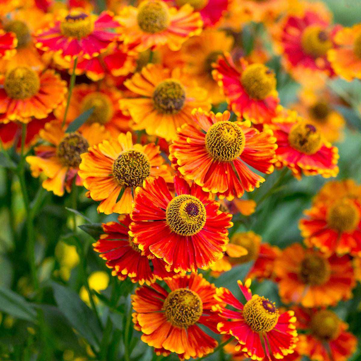 Sonnenbraut 'Poncho' - Willemse