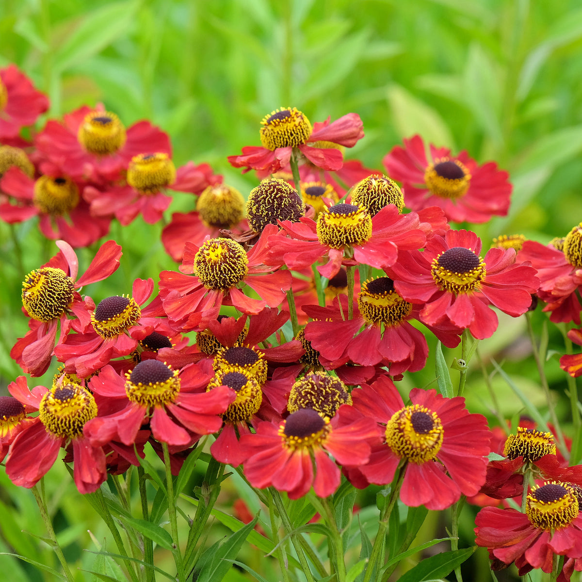 Sonnenbraut 'Red Jewel' - Willemse