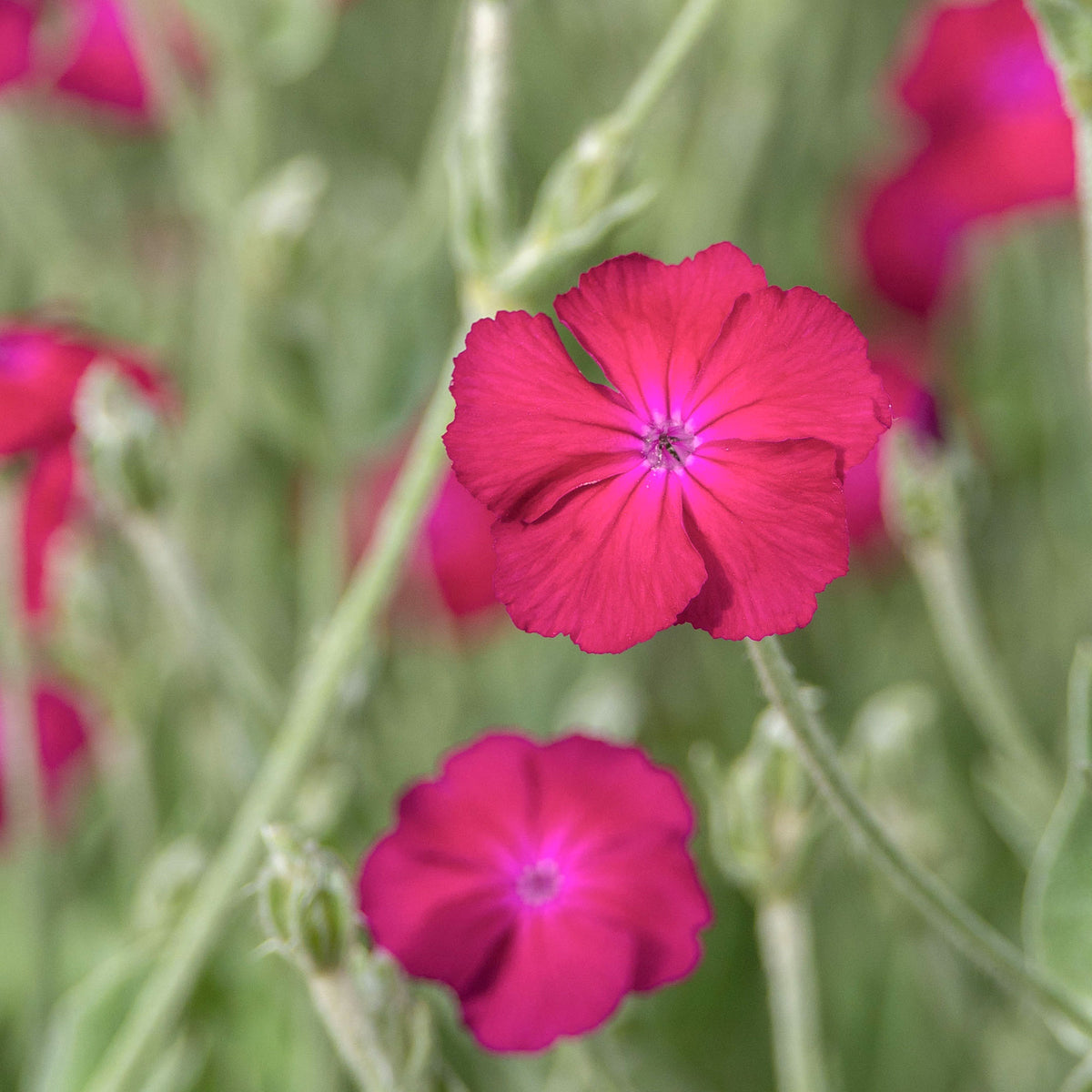 Lychnis coronaria atrosanguinea - Vexiernelke 'Atrosanguinea' - Stauden