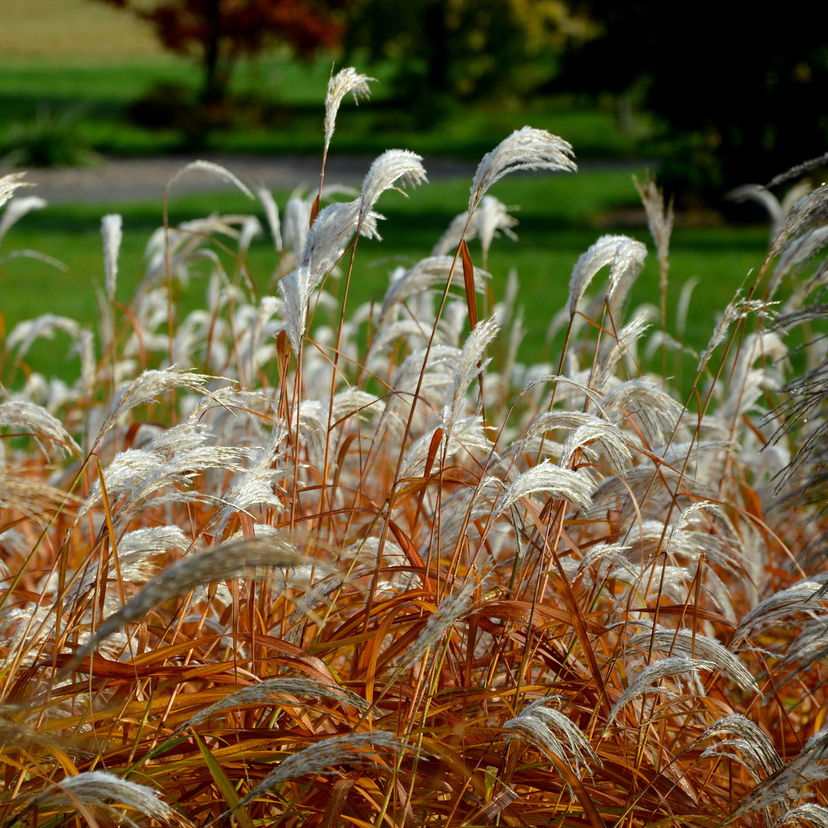 Miscanthus sinensis dronning ingrid