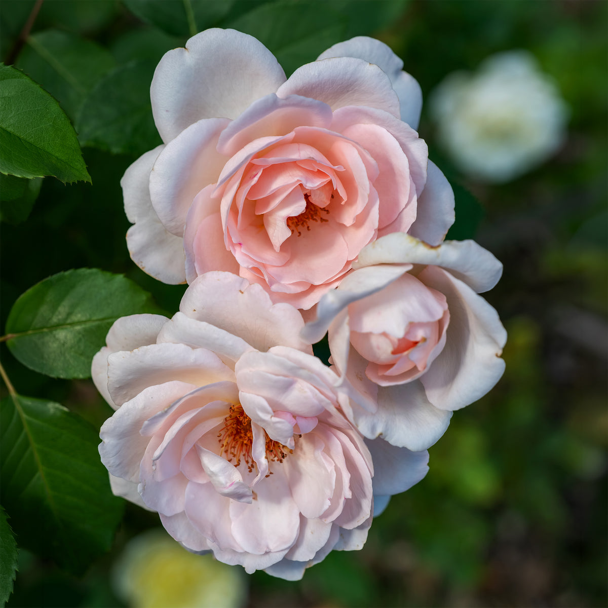 Rose ‘Clair’™ Renaissance® - Rosa clair™renaissance ® - Willemse