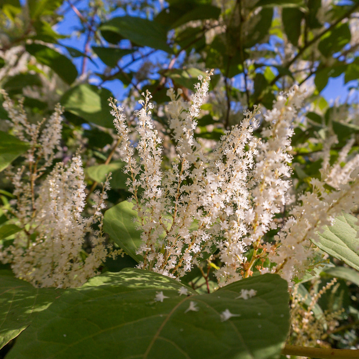 Virginische Scheineller ‘Henry’s Garnet’ - Itea virginica Henry's Garnet - Willemse