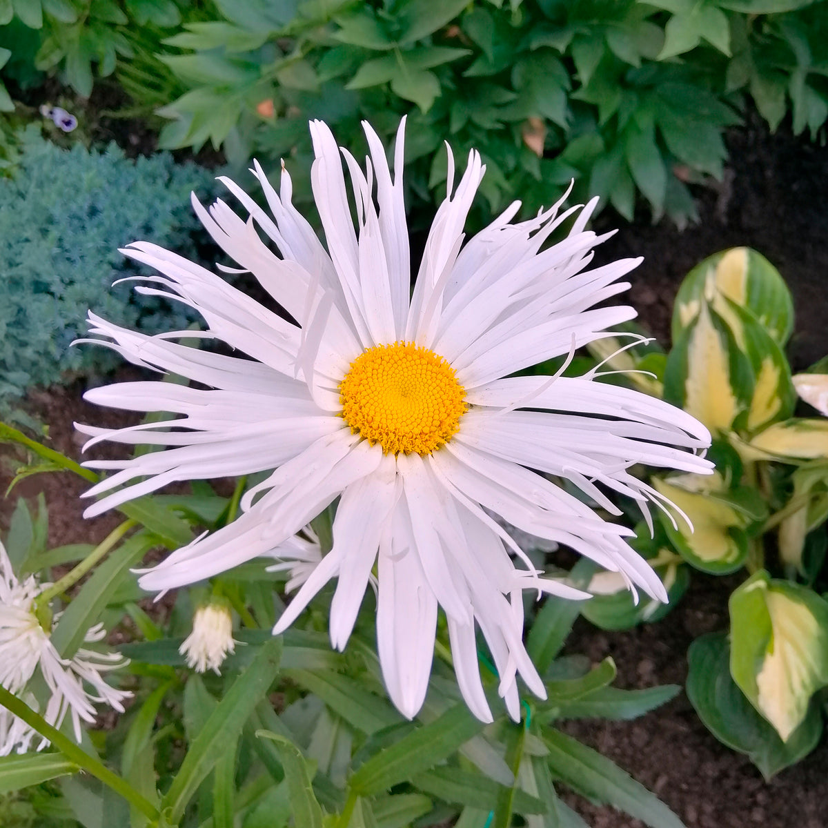 Margariten Sweet Daisy Rebecca - Willemse