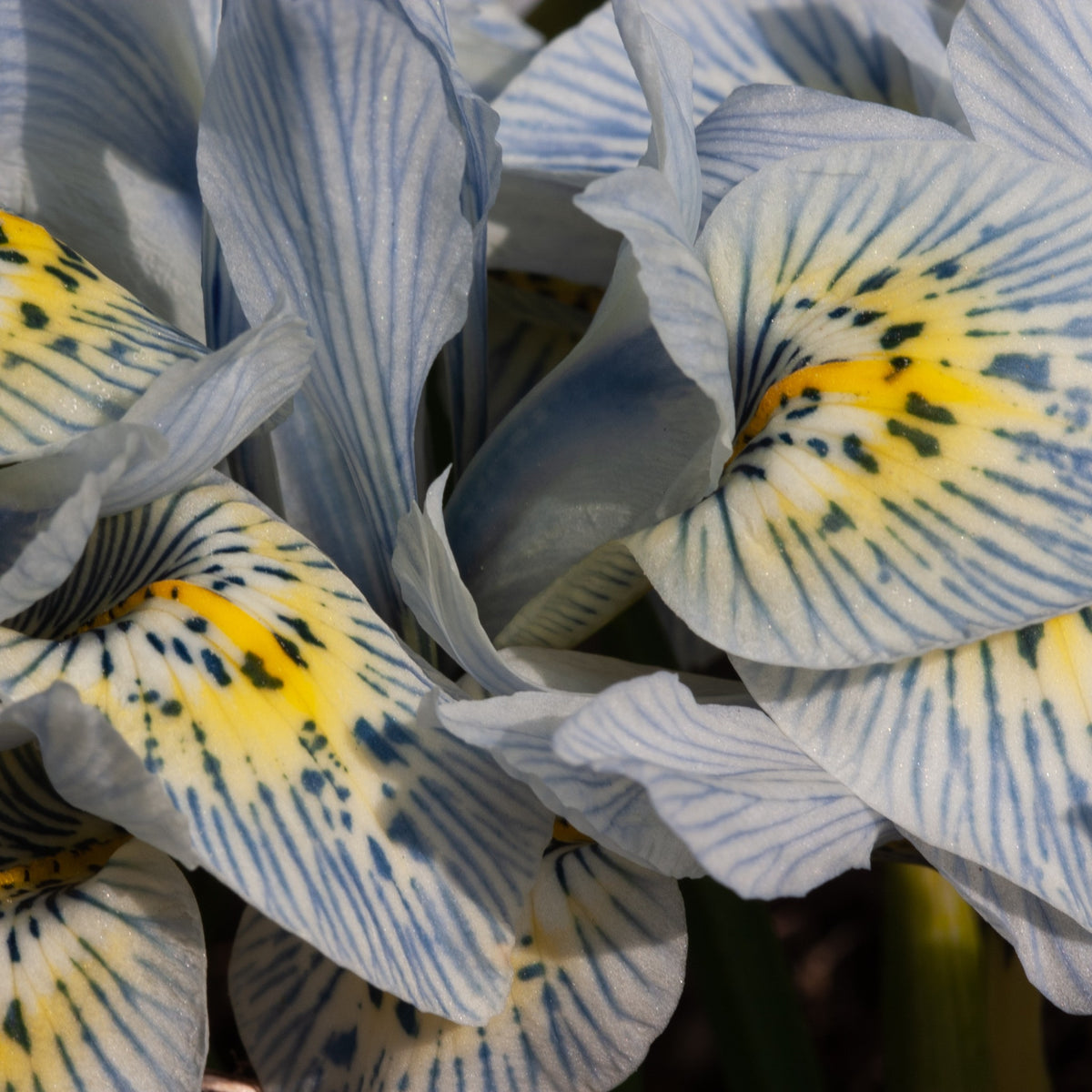 Netziris ‘Katherine Hodgkin’ (x10) - Iris reticulata katharina hodgkin - Willemse