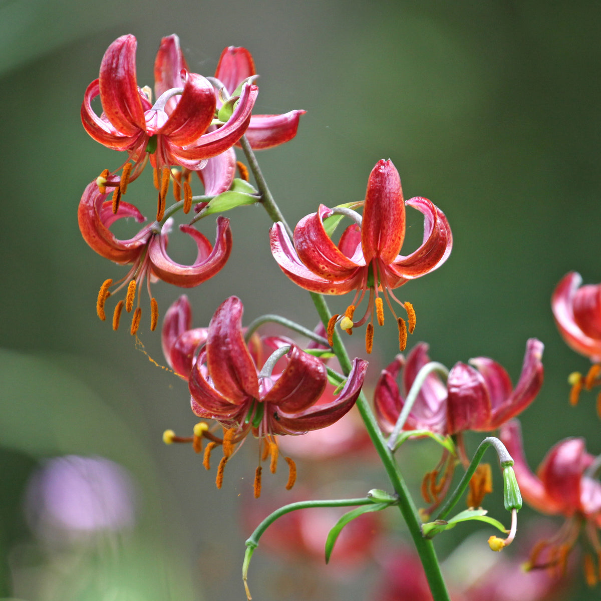 Lilien-Zwiebeln - Türkenbundlilie Claude Shride - Lilium Claude Shride