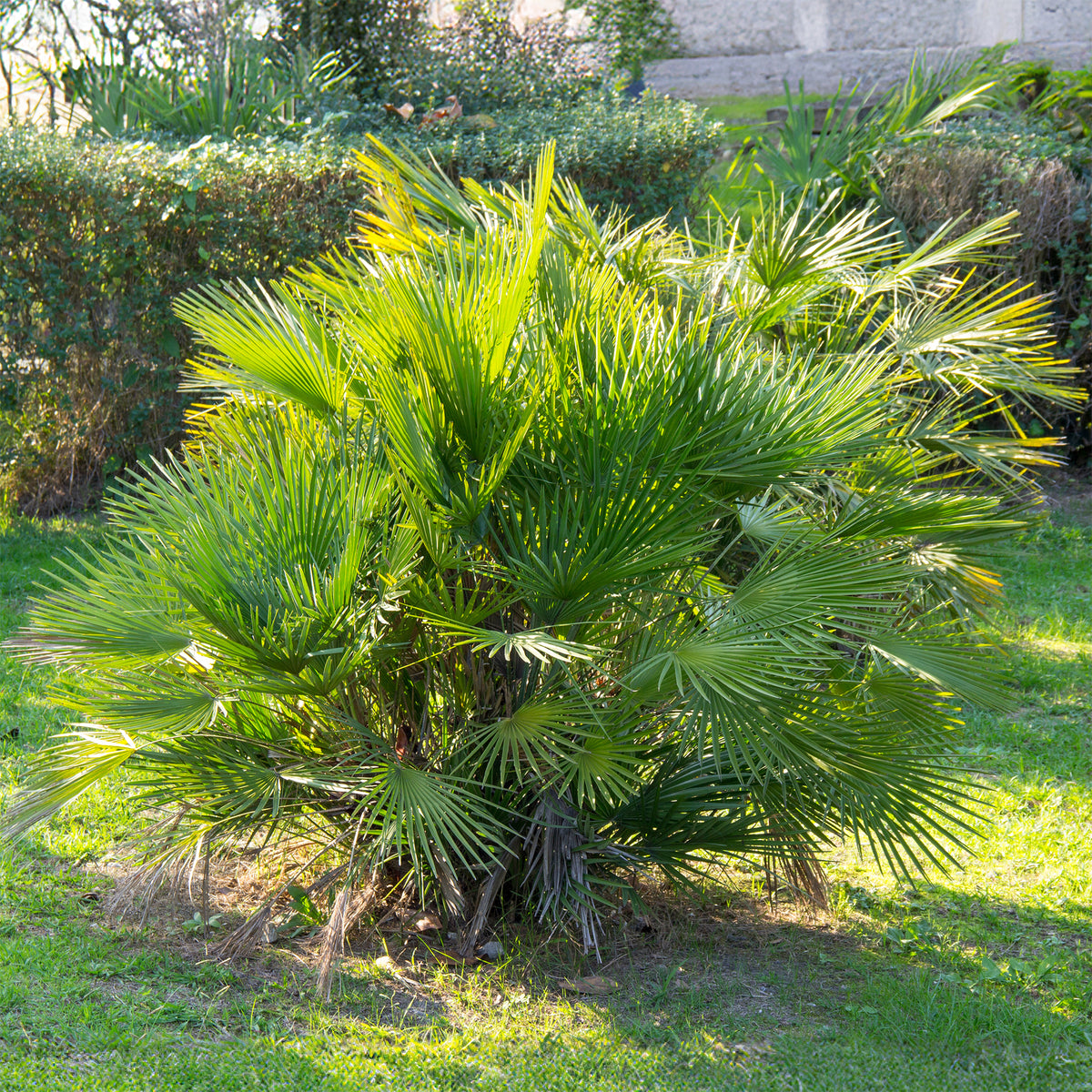 Zwergpalme ‘Sicilia’ - Chamaerops humilis - Willemse