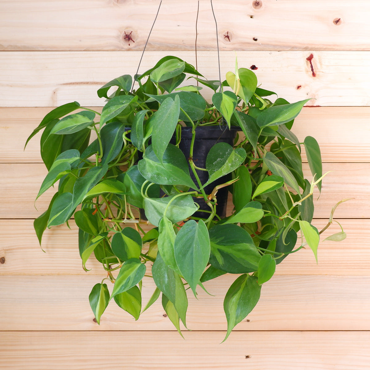 Philodendron scandens - Willemse