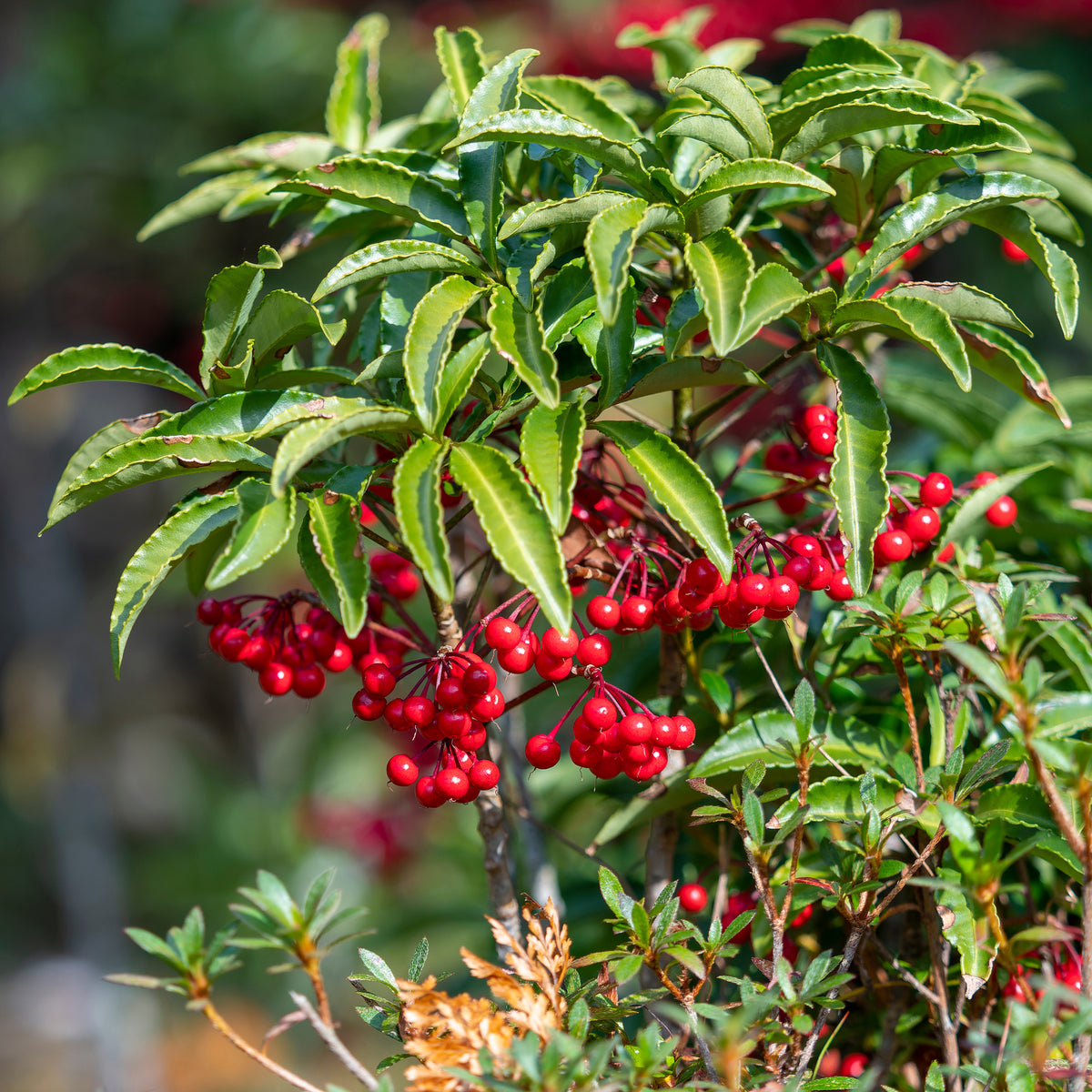 Weihnachtsbeere (Ardisia crenata)