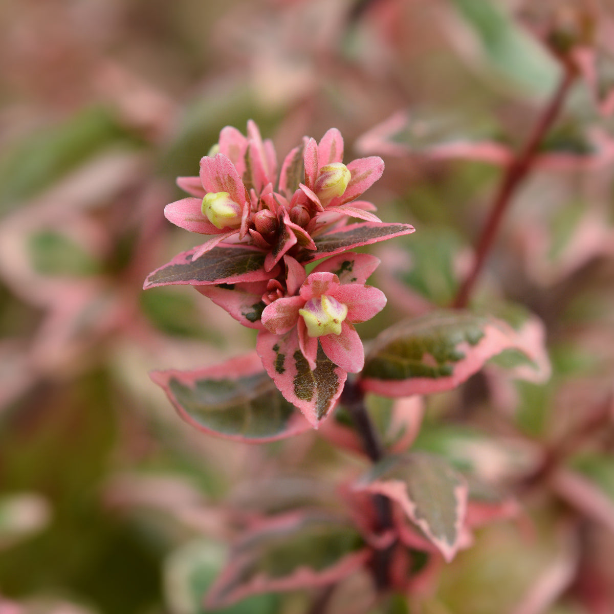 Großblütige Abelie Magic Daydream® - Abelia grandiflora Magic Daydream ® - Willemse