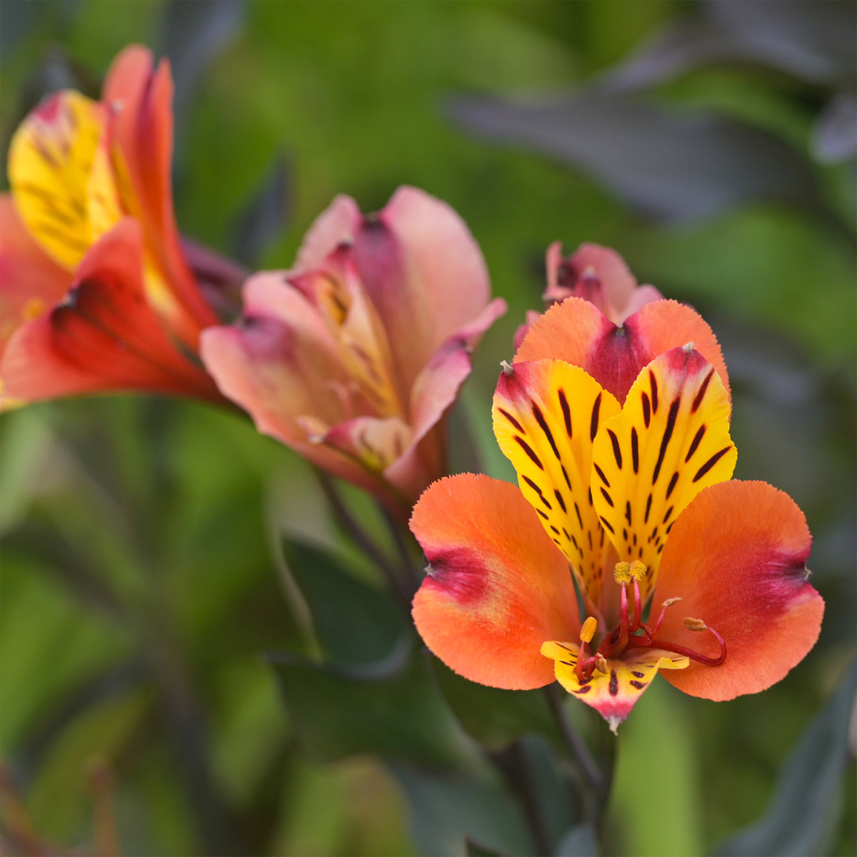Inkalilie - Alstroemeria Majestic Brissac - Willemse