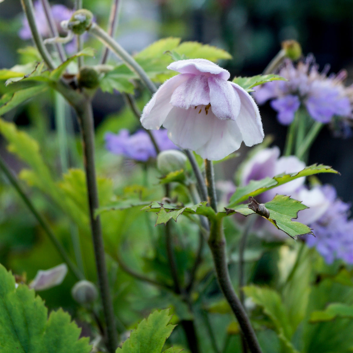 Japanische Anemone Ruffled Swan - Anemone Ruffled Swan - Willemse