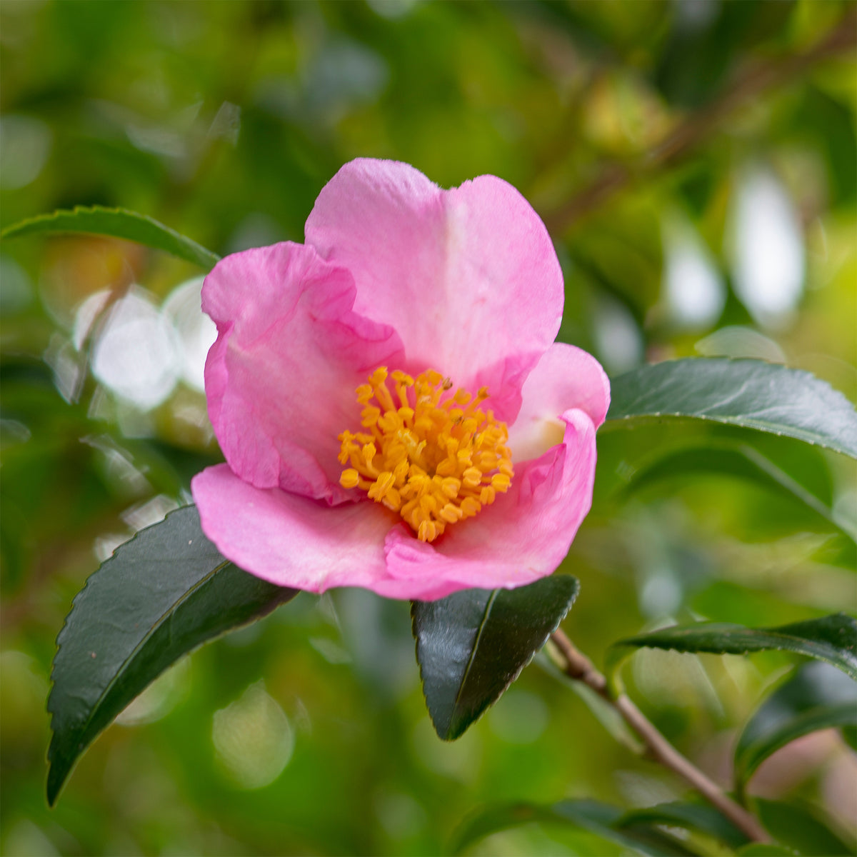 Herbst-Kamelie - Willemse