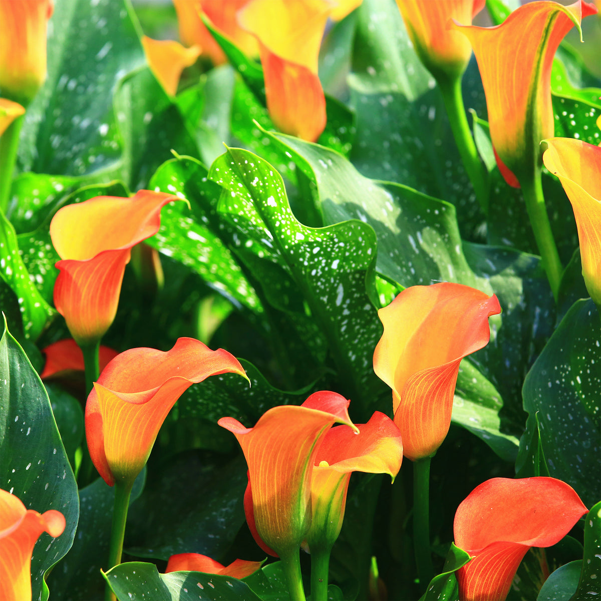 Calla-Lilie ‘Peach Pearl’ - Canna Peach Pearl - Willemse