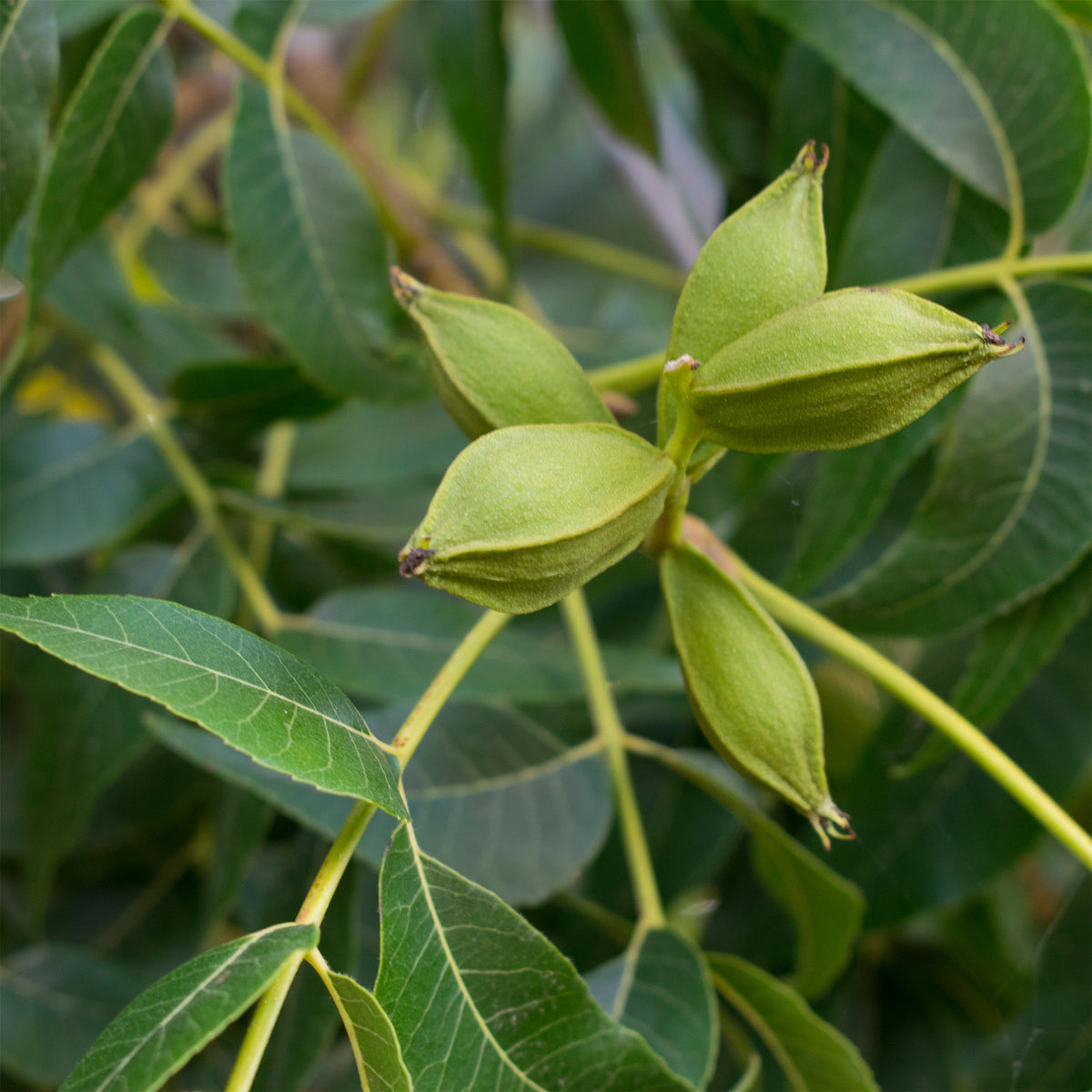Pekannussbaum - Willemse