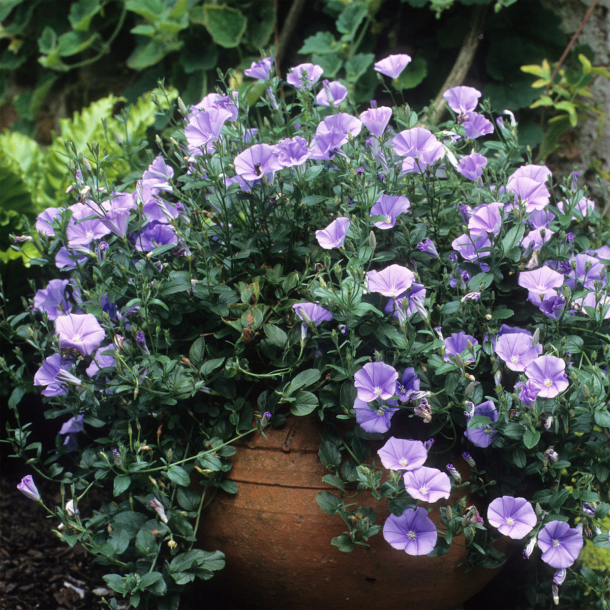Mauritanische Winde - Convolvulus mauritanicus - Willemse