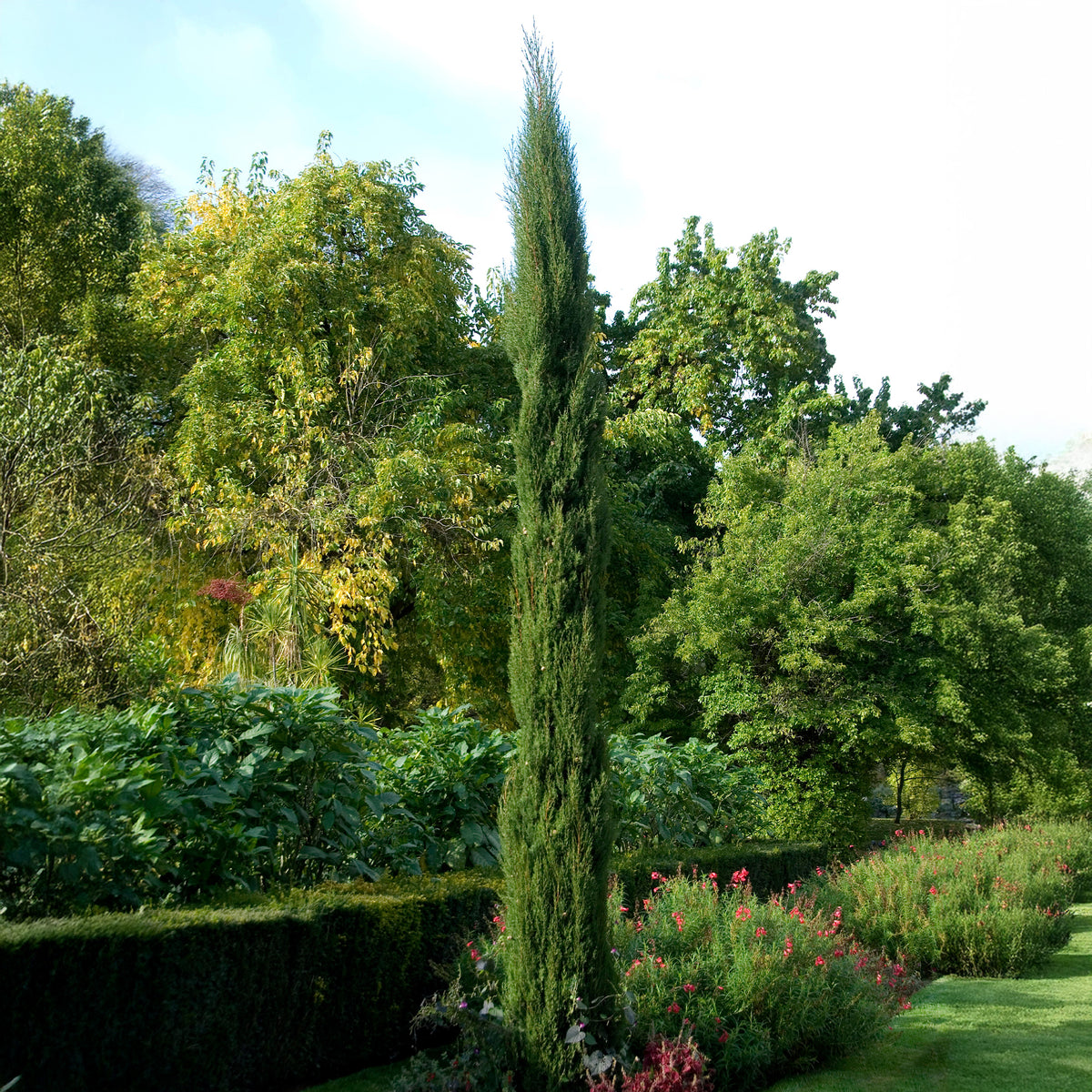 Cupressus sempervirens Stricta - Italienische Zypresse Stricta - Nadelbäume