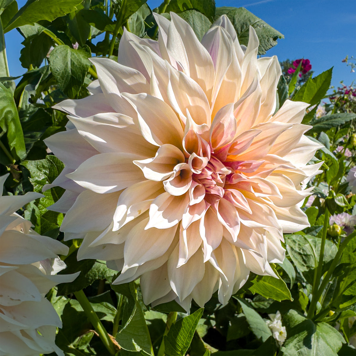 Dahlie ‘Cafe au Lait’ (x3) - Dahlia Café au Lait - Willemse
