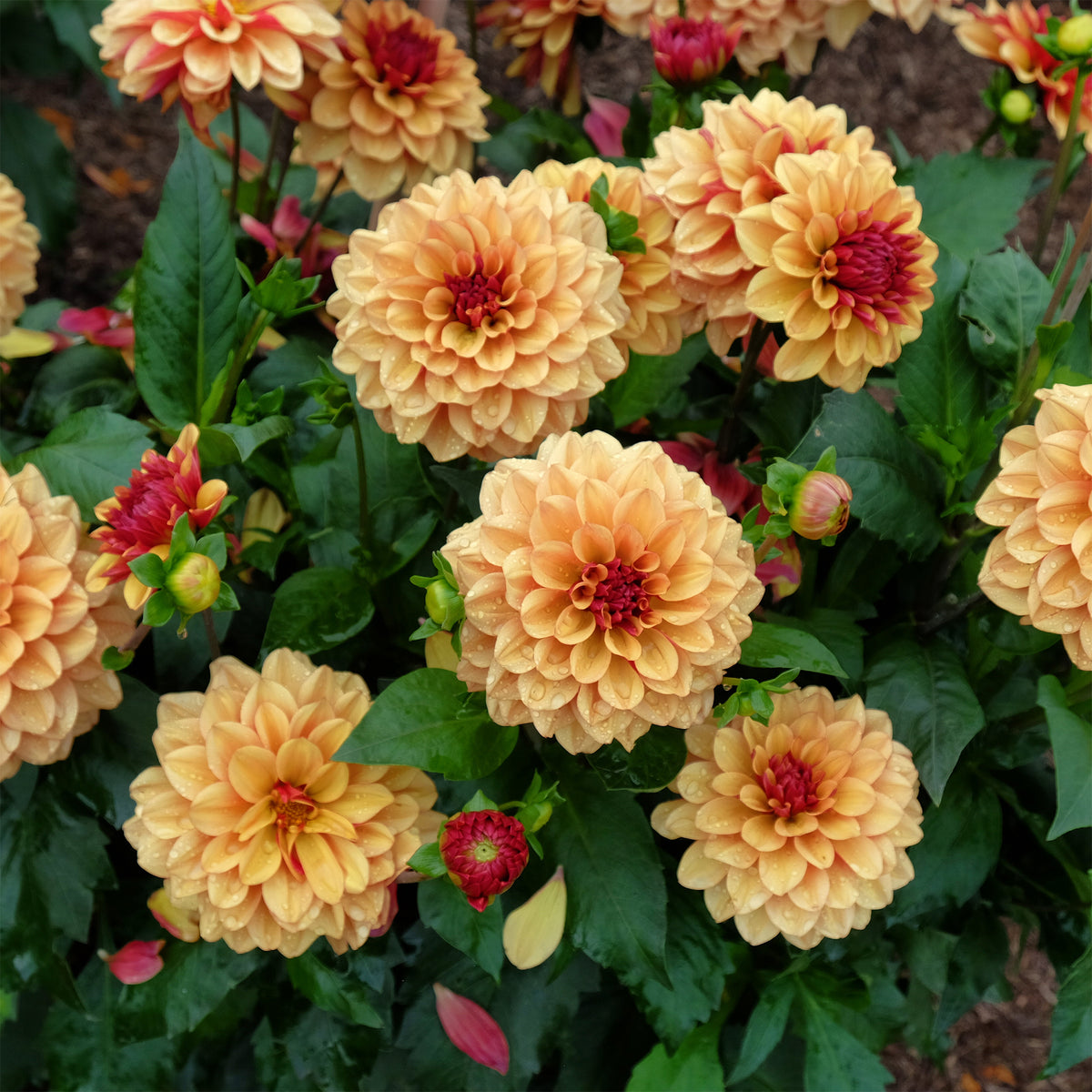 Dahlie ‘Creme de Cognac’ - Willemse