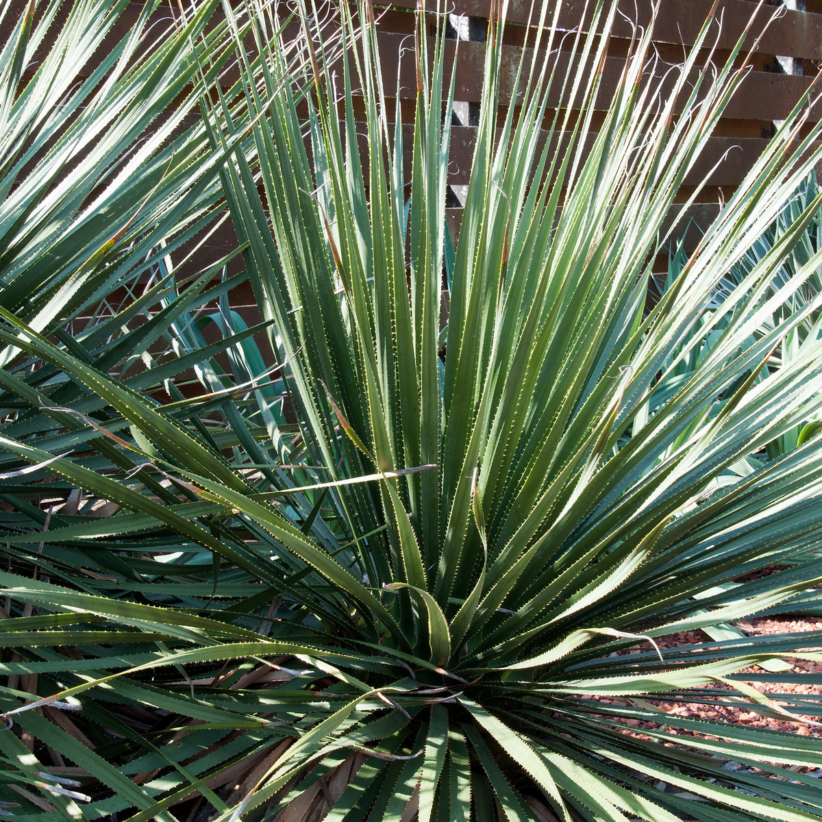 Wheeler-Dasylirion - Dasylirion wheeleri - Willemse
