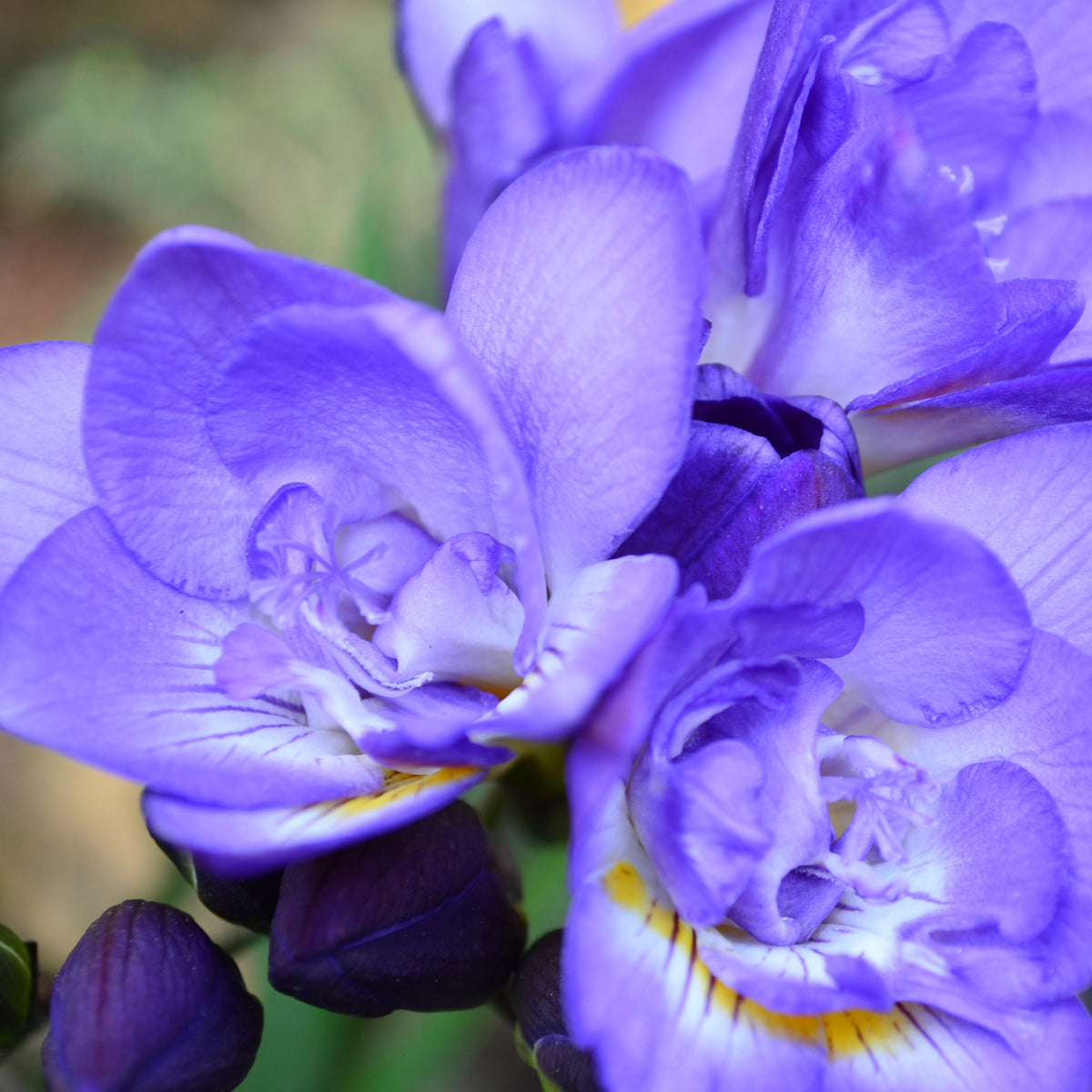 Gefüllte Freesien blau (x25) - Freesia Double Bleu - Willemse