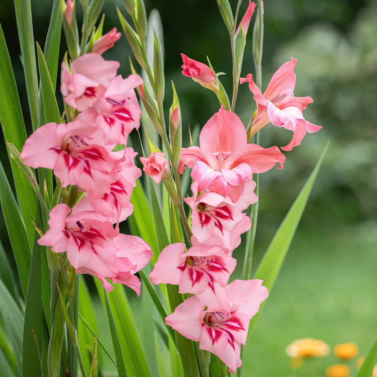 25 Zwerggladiolen rosa - Gladiolus Dwarf Pink - Willemse