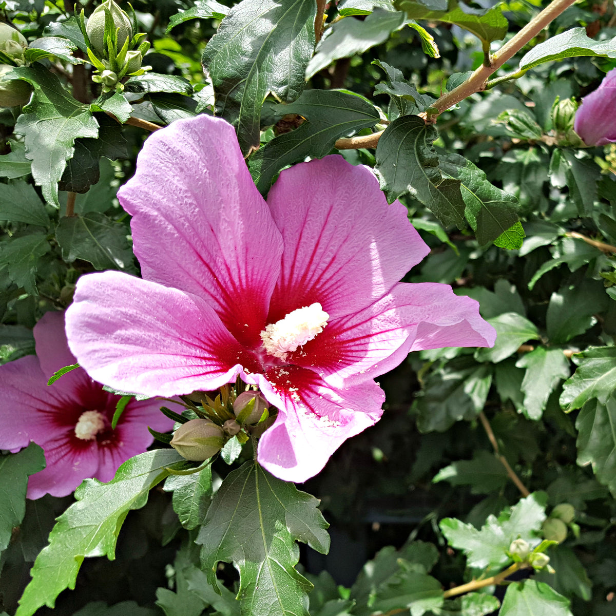 Hibiskus Flower Tower Purple® - Willemse