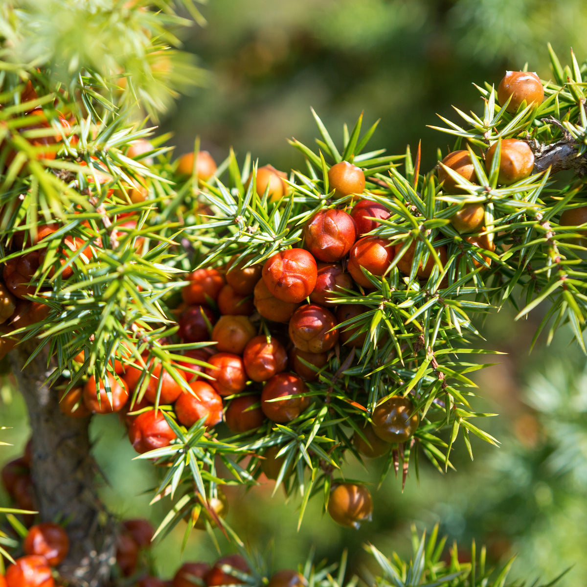 Stacheliger Wacholder - Juniperus oxycedrus - Willemse