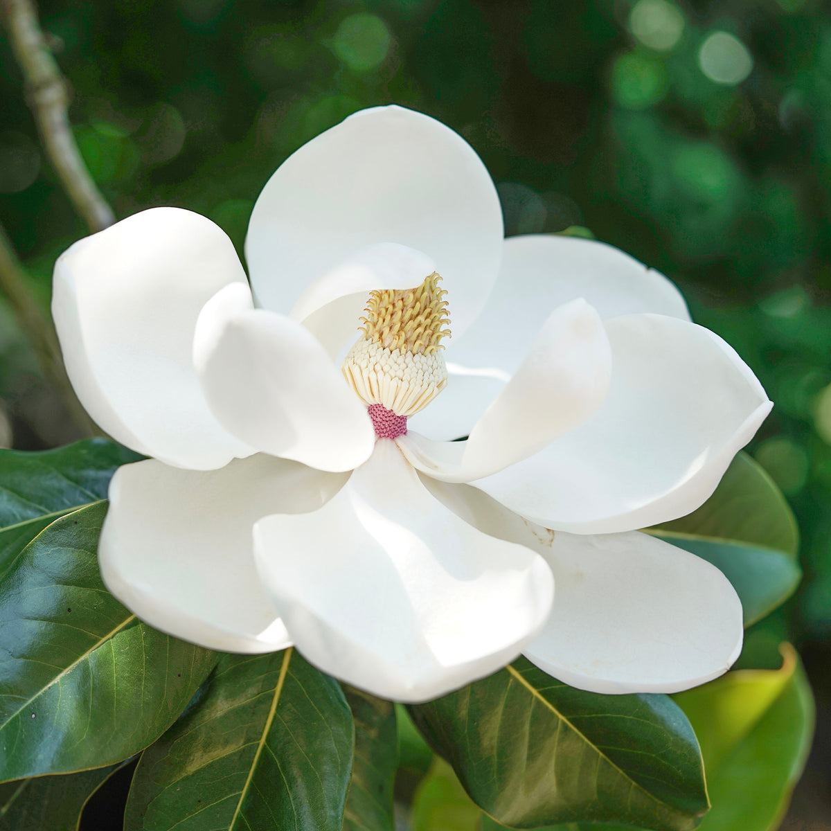 Großblütige Magnolie Little Gem - Magnolia grandiflora Little Gem - Willemse