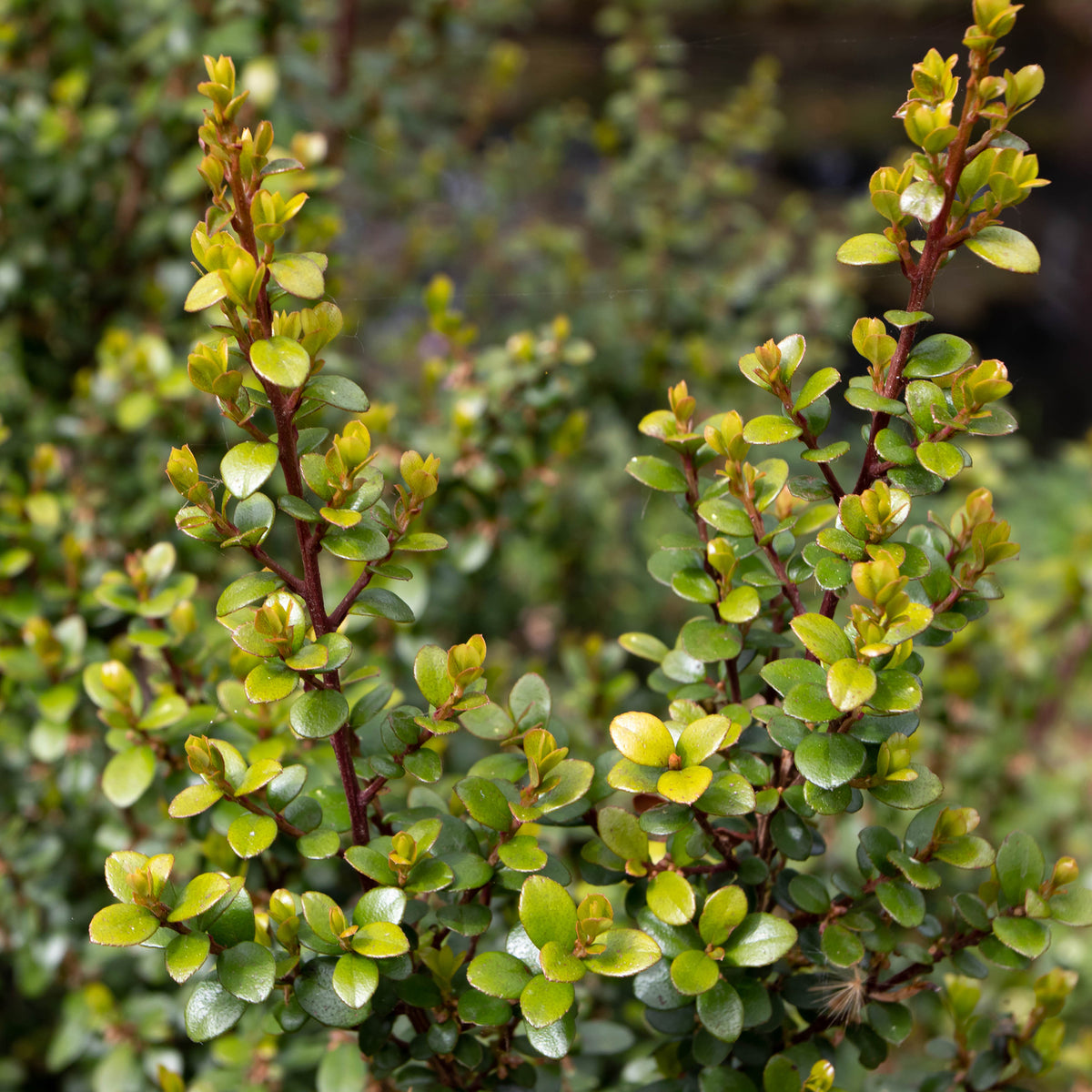 Afrikanischer Buchsbaum - Myrsine africana - Willemse