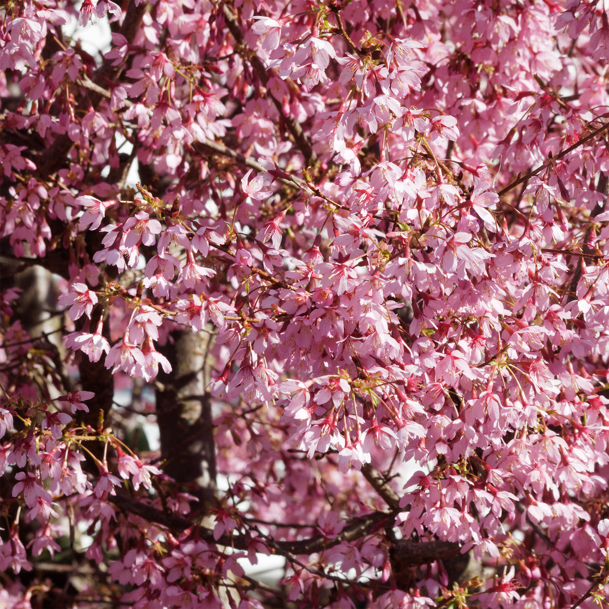 Prunus incisa Paean - Zwerg-Japanische Zierkirsche Paean - Japanische Kirschbäume - Prunus