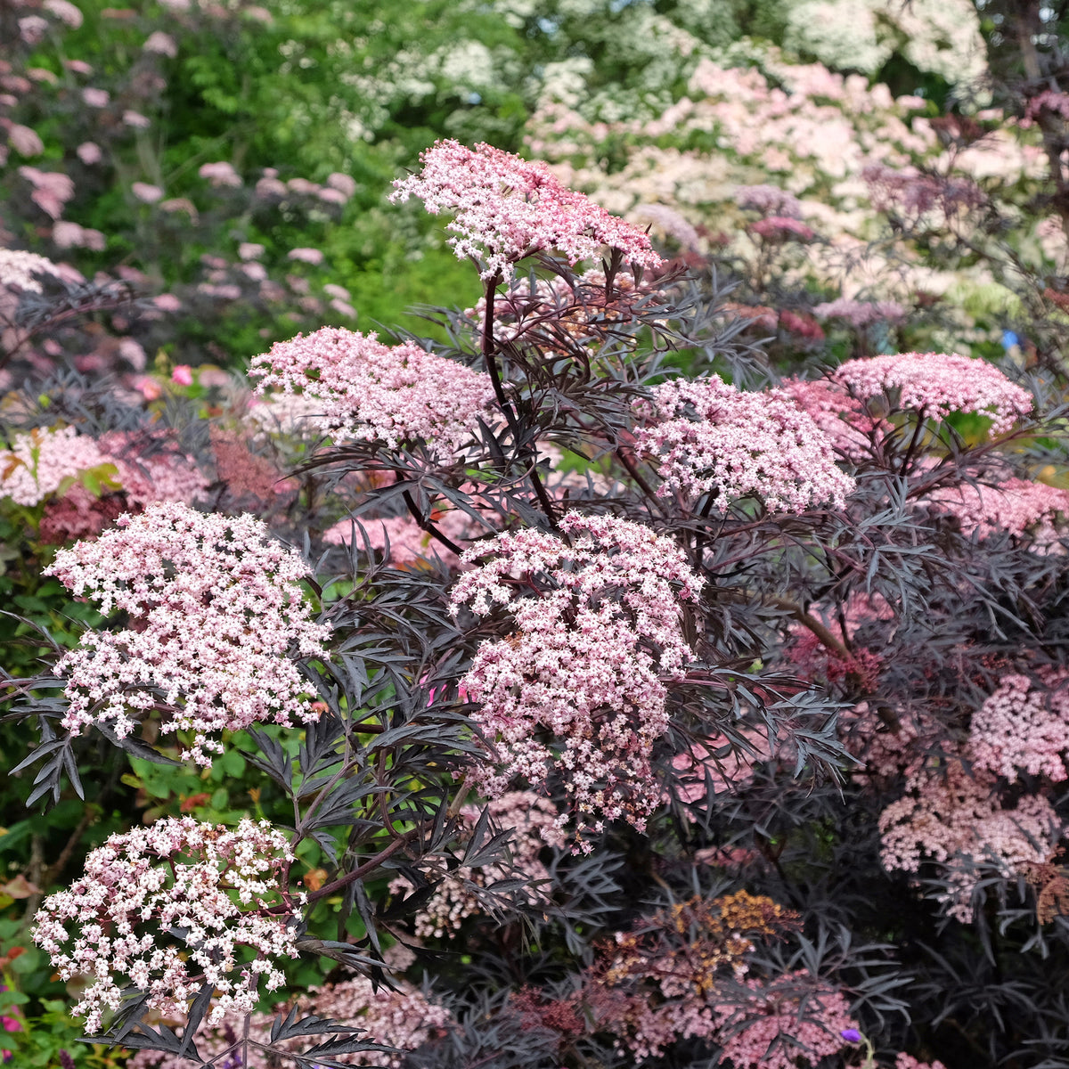 Schwarzer Holunder Black Lace® - Sambucus nigra Black Lace® - Willemse