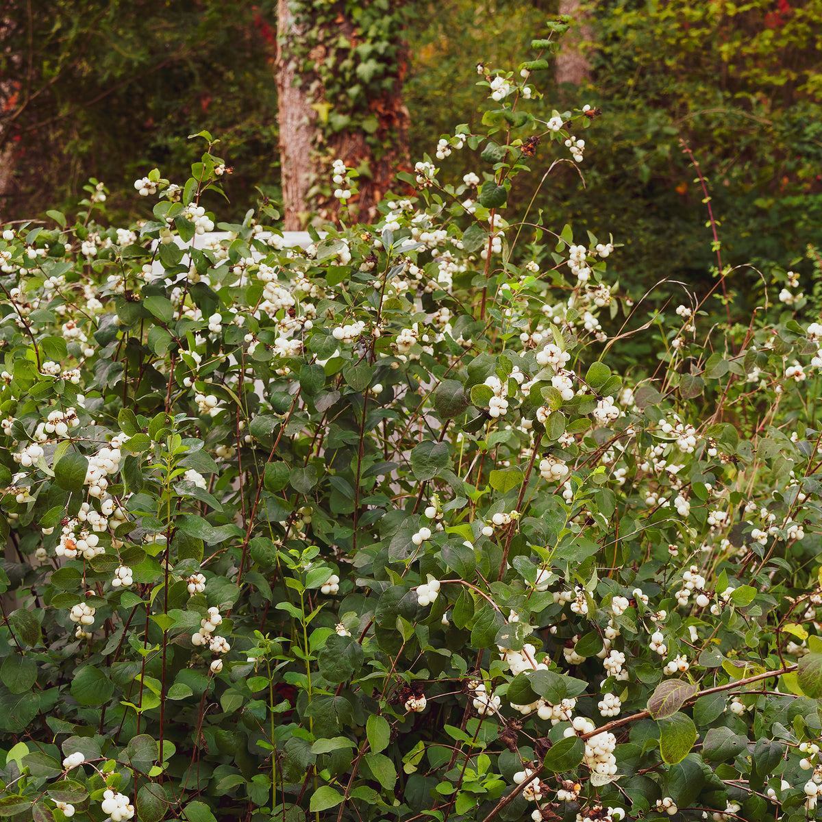 Schneebeere White Hedge - Symphoricarpos doorenbosii White Hedge - Willemse