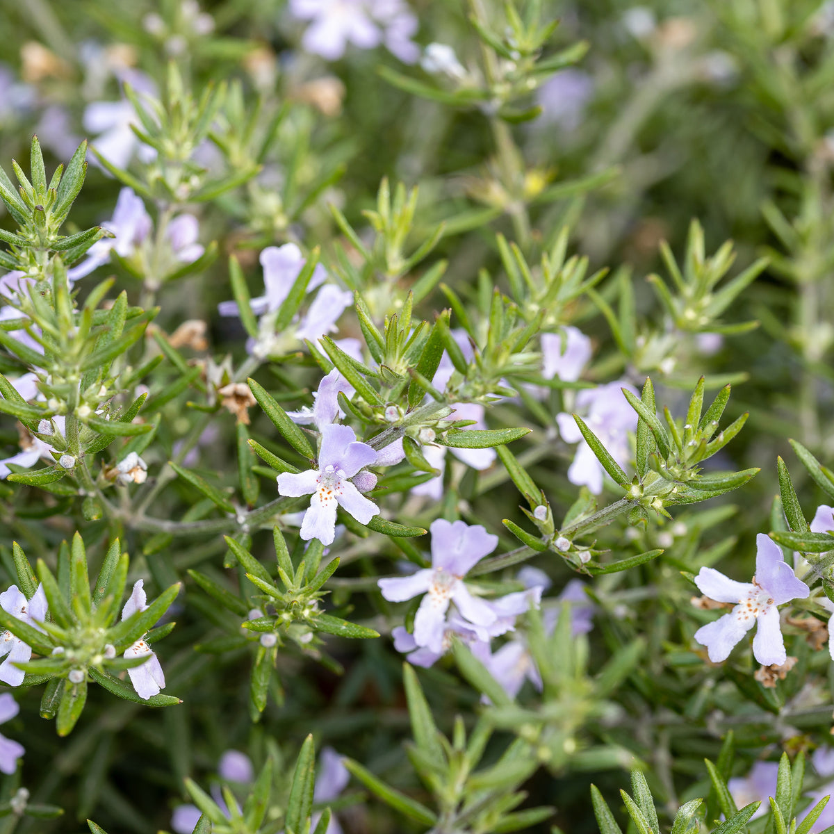 Australischer Rosmarin - Westringia fruticosa - Willemse