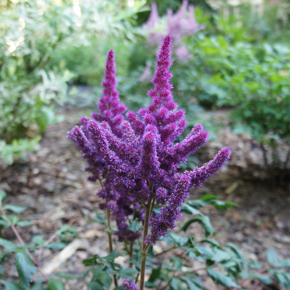 Prachtspiere ‘Little Vision in Purple’® - Astilbe chinensis Little Vision in Purple ® - Willemse