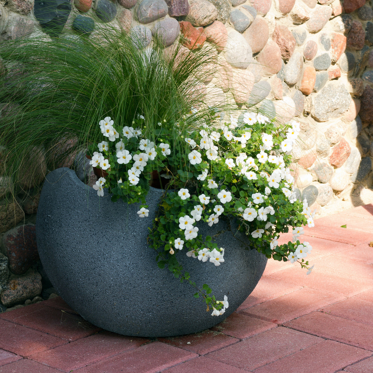 Bacopa Weiß - Bacopa white - Willemse