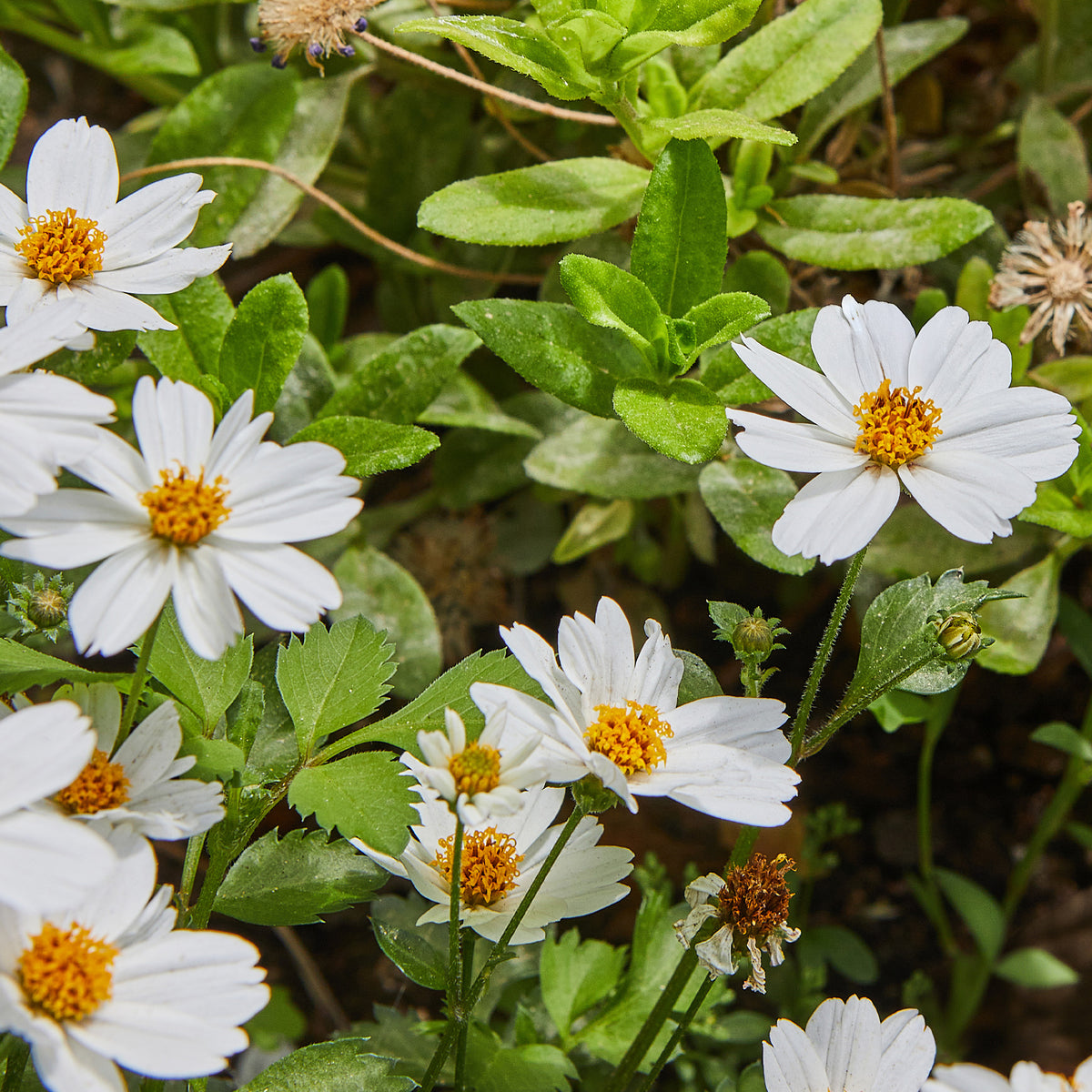 Zweizahn ‘White Delight’ - Willemse