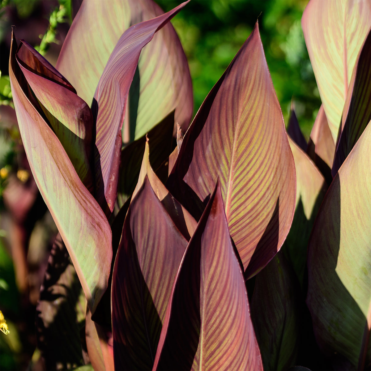 Blumenrohr 'Angélique' - Canna indica Angelique - Willemse