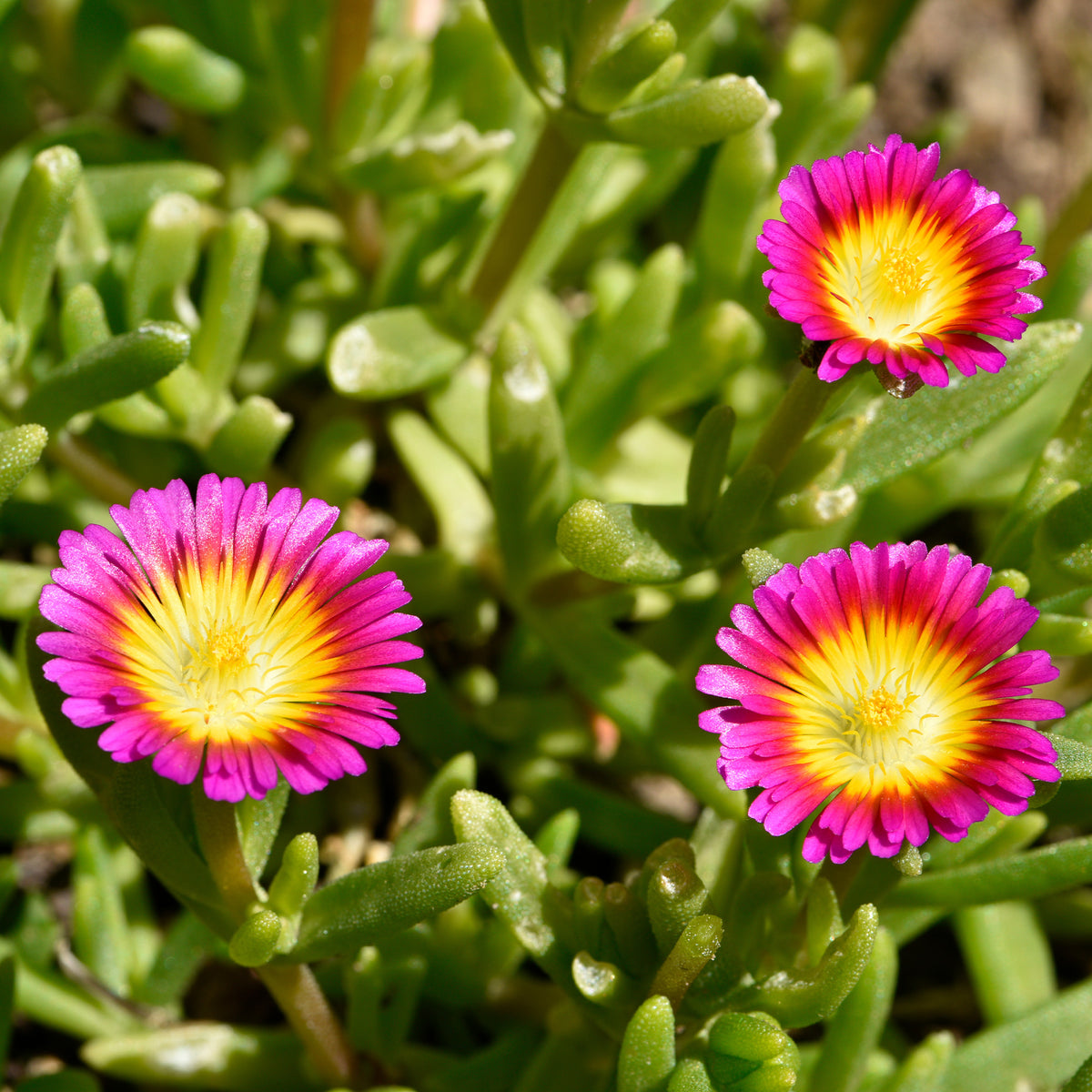 Mittagsblume 'Wheels of Wonder Hot Pink'® - Delosperma Wheels of Wonder® Hot Pink - Willemse