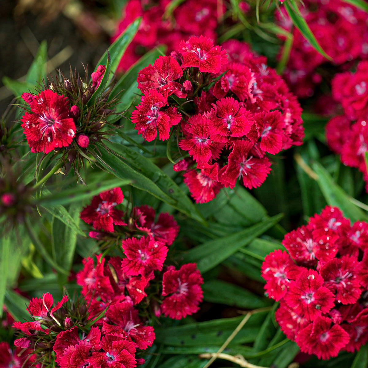 Bartnelke rot - Willemse